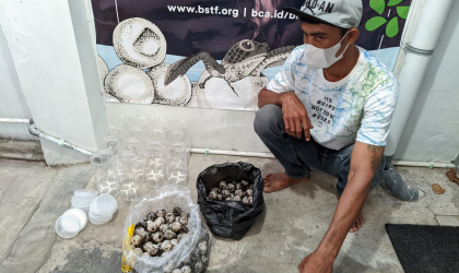 Menemukan Penyu Bertelur di Pantai Pulau Santen
