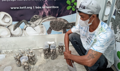 Menemukan Penyu Bertelur di Pantai Pulau Santen