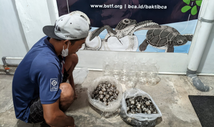 Menemukan Penyu Bertelur di Pantai Pulau Santen