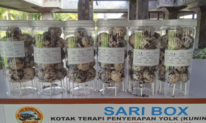 Menemukan Penyu Bertelur di Pantai Sobo