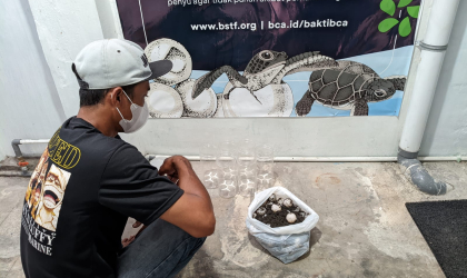 Menemukan Penyu Bertelur di Pantai Pulau Santen