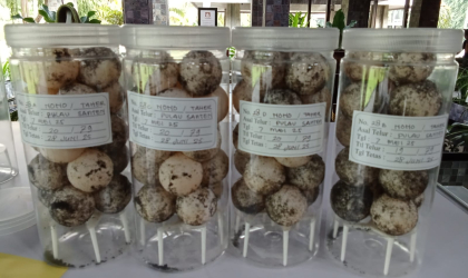 Menemukan Penyu Bertelur di Pantai Pulau Santen