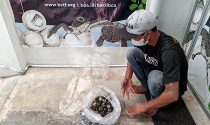 Menemukan Penyu Bertelur di Pantai Pulau Santen