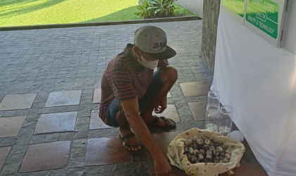 Menemukan Penyu Bertelur di Pantai Sobo