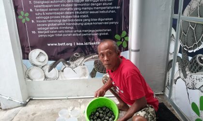 Menemukan Penyu Bertelur di Pantai Boom
