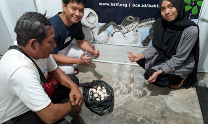 Menemukan Penyu Bertelur di Pantai Boom