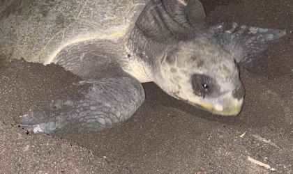 Menemukan Penyu Bertelur di Pantai Boom