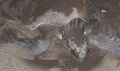 Menemukan Penyu Bertelur di Pantai Boom