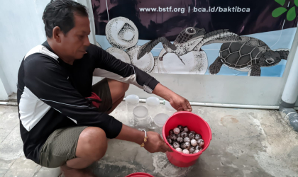 Menemukan Penyu Bertelur di Pantai Boom