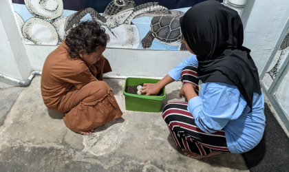 Menemukan Penyu Bertelur di Pantai Cacalan