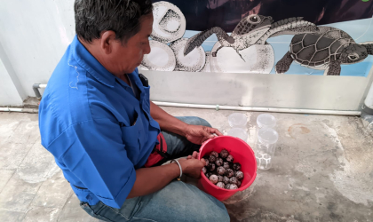Menemukan Penyu Bertelur di Pantai Boom