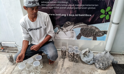 Menemukan Penyu Bertelur di Pantai Pulau Santen