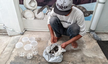 Menemukan Penyu Bertelur di Pantai Kramat