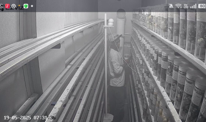 Menemukan Penyu Bertelur di Pantai Kramat