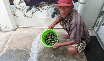 Menemukan Penyu Bertelur di Pantai Mirah
