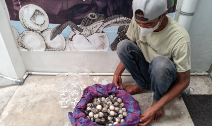 Menemukan Penyu Bertelur di Pantai Pulau Santen