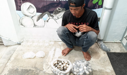 Menemukan Penyu Bertelur di Pantai Pulau Santen