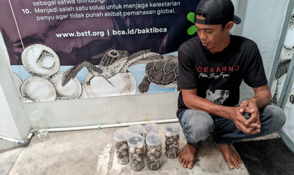 Menemukan Penyu Bertelur di Pantai Sobo