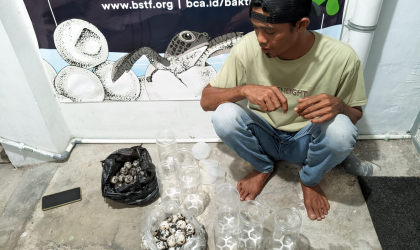 Menemukan Penyu Bertelur di Pantai Pulau Santen
