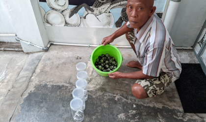 Menemukan Penyu Bertelur di Pantai Mirah