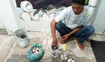 Menemukan Penyu Bertelur di Pantai Boom