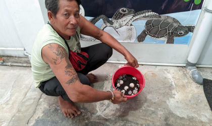 Menemukan Penyu Bertelur di Pantai Boom