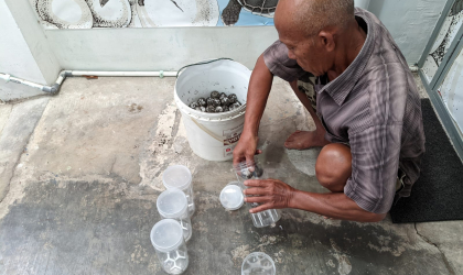 Menemukan Penyu Bertelur di Pantai Mirah