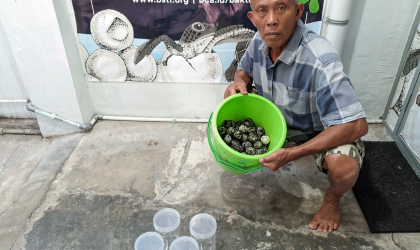 Menemukan Penyu Bertelur di Pantai Boom