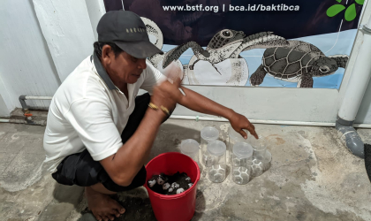 Menemukan Penyu Bertelur di Pantai Boom