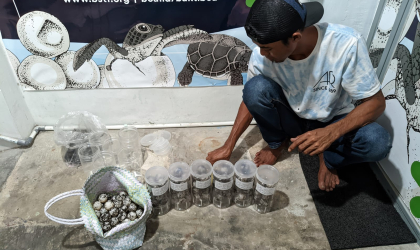 Menemukan Penyu Bertelur di Pantai Sobo