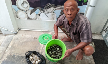 Menemukan Penyu Bertelur di Pantai Boom