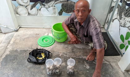 Menemukan Penyu Bertelur di Pantai Boom