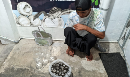 Menemukan Penyu Bertelur di Pantai Pulau Santen