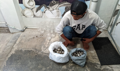 Menemukan Penyu Bertelur di Pantai Pulau Santen