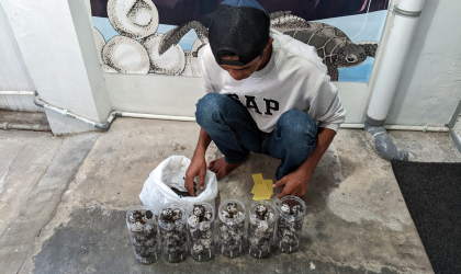 Menemukan Penyu Bertelur di Pantai Pulau Santen