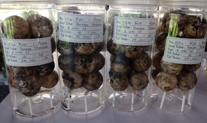 Menemukan Penyu Bertelur di Pantai Pondok Nongko