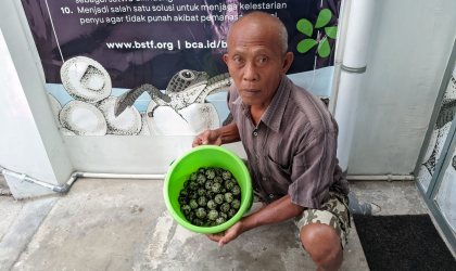 Menemukan Penyu Bertelur di Pantai Boom