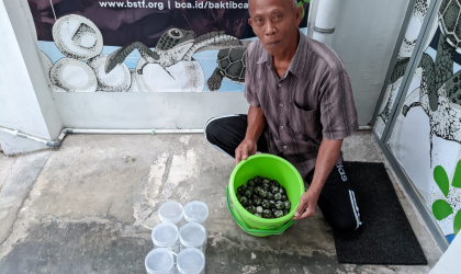 Menemukan Penyu Bertelur di Pantai Boom