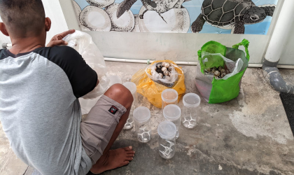 Menemukan Penyu Bertelur di Pantai Mirah