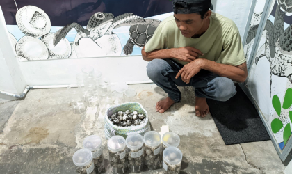 Menemukan Penyu Bertelur di Pantai Sobo