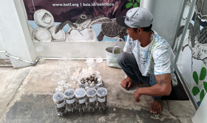 Menemukan Penyu Bertelur di Pantai Pulau Santen