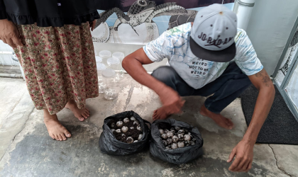 Menemukan Penyu Bertelur di Pantai Donosuko