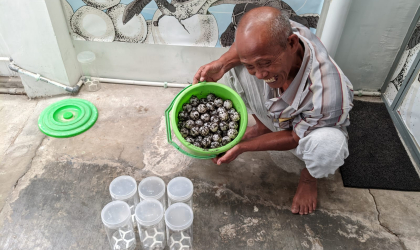 Menemukan Penyu Bertelur di Pantai Boom