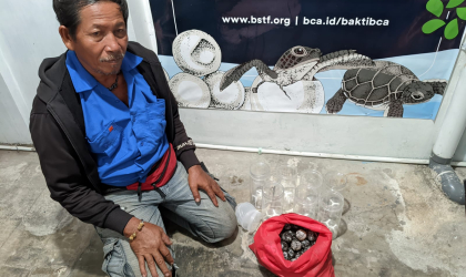 Menemukan Penyu Bertelur di Pantai Boom