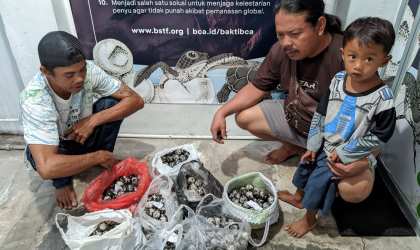 Menemukan Penyu Bertelur di Pantai Sobo