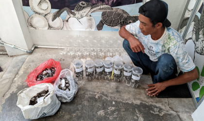 Menemukan Penyu Bertelur di Pantai Pulau Santen