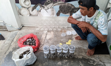 Menemukan Penyu Bertelur di Pantai Sobo