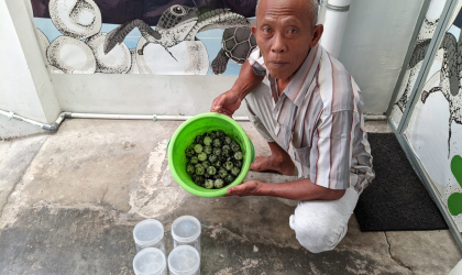 Menemukan Penyu Bertelur di Pantai Boom