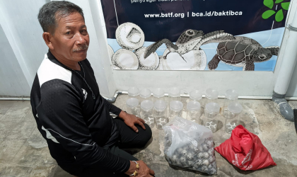 Menemukan Penyu Bertelur di Pantai Boom