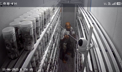 Menemukan Penyu Bertelur di Pantai Mirah